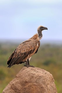 White-backed vulture (Gyps africanus), adult, alert, on rocks, Sabi Sand Game Reserve, Kruger