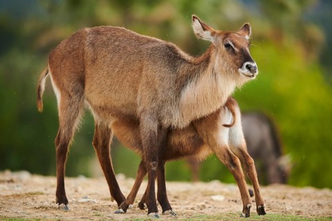 Waterbuck (Kobus defassa) mother with calf in the dessert, captive, distribution Africa