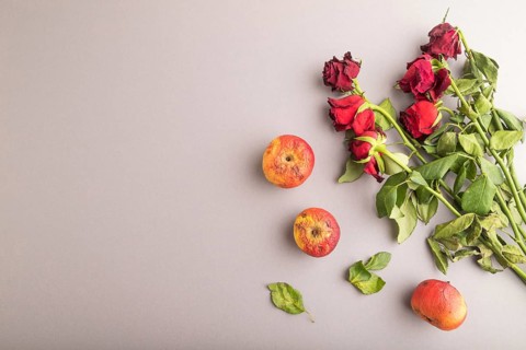 Withered, decaying, roses flowers and apples on gray pastel background. top view, flat lay, copy