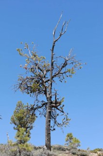 Tree at the canyon rim, Bryce Canyon National Park, Utah, USA, North America