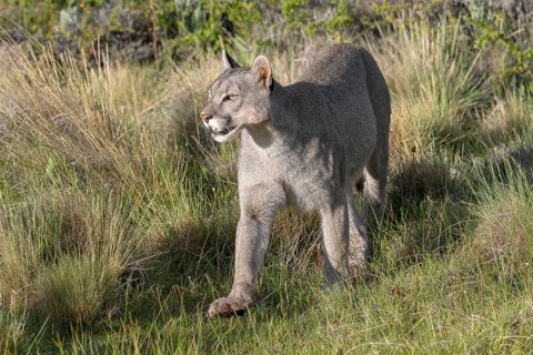 Cougar (Cougar concolor), silver lion, mountain lion, cougar, panther, small cat, Torres del Paine