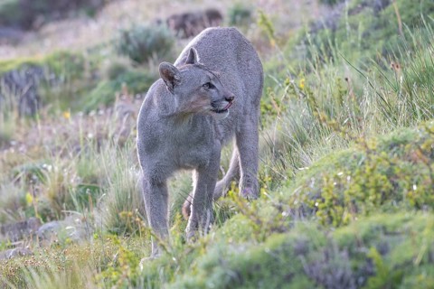 Cougar (Cougar concolor), silver lion, mountain lion, cougar, panther, small cat, Torres del Paine