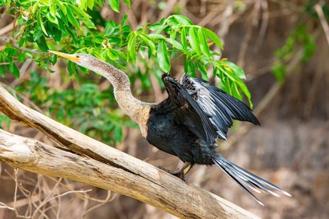 American darter (Anhinga anhinga) Pantanal Brazil