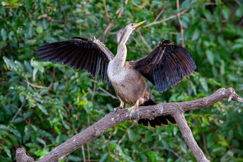 American darter (Anhinga anhinga) Pantanal Brazil