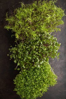 Set of boxes with microgreen sprouts of watercress, mizuna and kohlrabi cabbage on black concrete