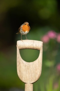 European robin (Erithacus rubecula) adult bird on a garden fork handle, Suffolk, England, United