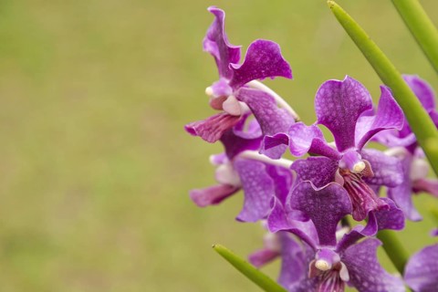 Purple vanda orchid flower in botanical garden, selective focus, copy space, malaysia, Kuching