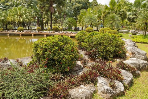 Palm collection in city park in Kuching, Malaysia, tropical garden with large trees and lawns,