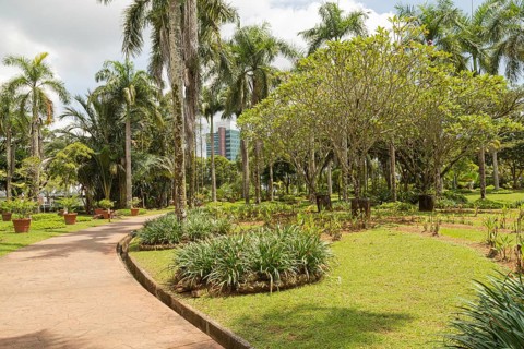 Palm collection in city park in Kuching, Malaysia, tropical garden with large trees and lawns,