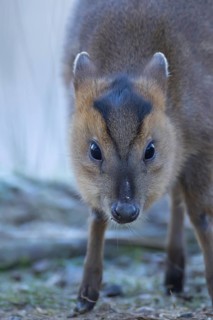 Muntjac deer (Muntiacus reevesi) adult animal head portrait, Suffolk, England, United Kingdom,