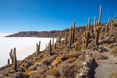 Salar de Uyuni Bolivia Incahuasi Island