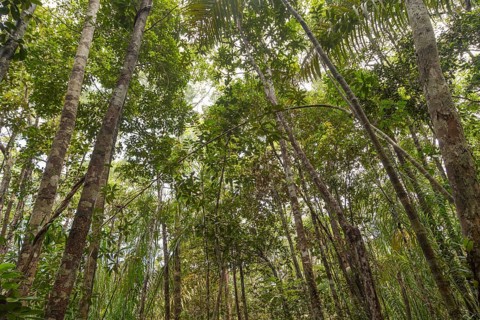 Wild jungle in Bako national park. Vacation, travel, tropics concept, no people, Malaysia, Borneo,