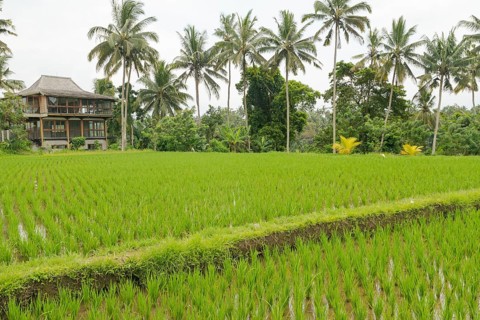 Rice terraces, Campuhan ridge walk, Bali, Indonesia, track on the hill with grass, large trees,