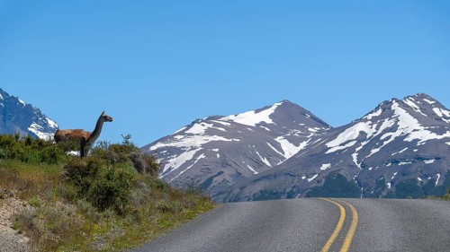 Guanaco (Llama guanicoe), Huanako, Torres del Paine National Park, Patagonia, End of the World,