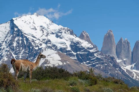 Guanaco (Llama guanicoe), Huanako, Torres del Paine National Park, Patagonia, End of the World,
