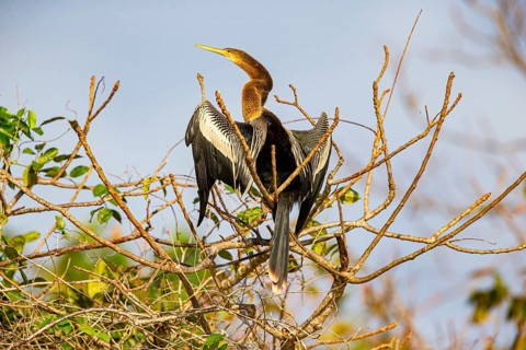 American darter (Anhinga anhinga) Pantanal Brazil