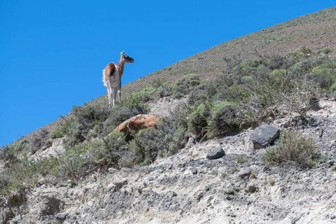 Guanaco (Llama guanicoe), Huanako, Torres del Paine National Park, Patagonia, End of the World,