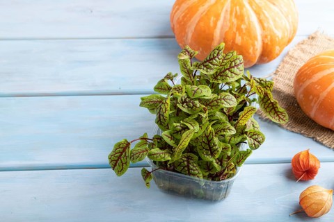Microgreen sprouts of sorrel with pumpkin on blue wooden background. Side view, copy space, close