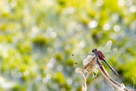 White-faced darter (Leucorrhinia dubia), mature male sitting on a perch, light spots in the