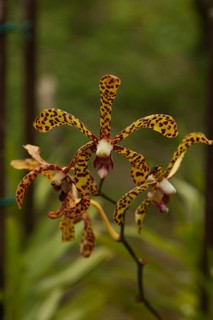 Yellow orchid flower in botanical garden, selective focus, copy space, malaysia, Kuching orchid