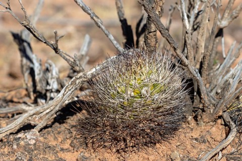 Weingartia neocumingii