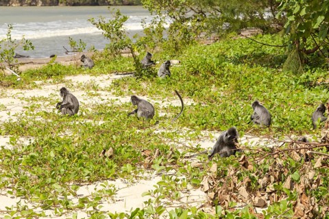 Silvery lutung or silvered leaf langur monkey (Trachypithecus cristatus) in Bako national park,