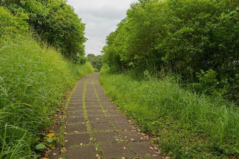 Campuhan ridge walk, Bali, Indonesia, track on the hill with grass, large trees, jungle and rice
