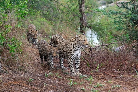 Leopard (Panthera pardus), adult, cubs, group, running, stalking, Sabi Sand Game Reserve, Kruger