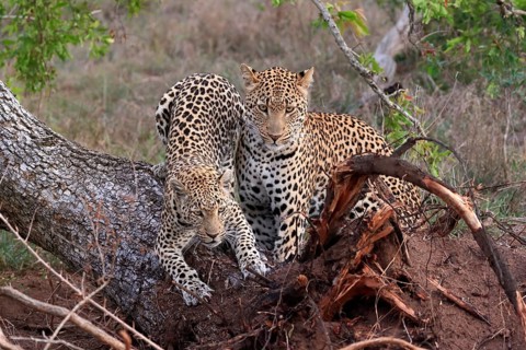 Leopard (Panthera pardus), adult, pair, alert, on tree trunk, Sabi Sand Game Reserve, Kruger NP,