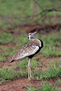Red-crested Bustard, (Lophotis ruficrista), adult, calling, Kruger National Park, Kruger National