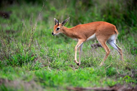 Steenbok (Raphicerus campestris), adult, male, foraging, vigilant, dwarf antelope, Kruger National