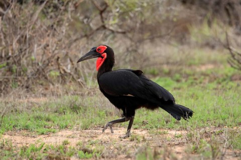Southern ground hornbill (Bucorvus leadbeateri), adult, foraging, running, alert, Kruger National