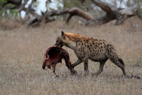 Spotted hyena (Crocuta crocuta), adult, with prey, carrying prey, running, Sabi Sand Game Reserve,