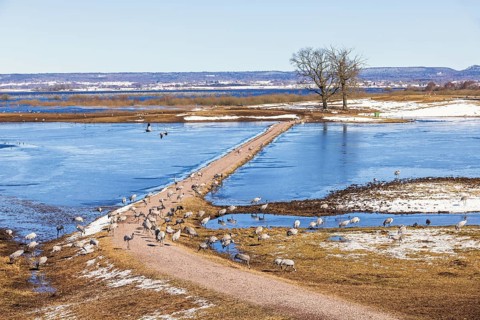 View of a flock of cranes (grus grus) by a lake with ice and snow on an early spring day,