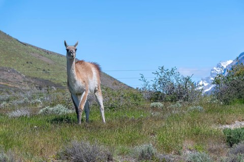 Guanaco (Llama guanicoe), Huanako, Torres del Paine National Park, Patagonia, End of the World,