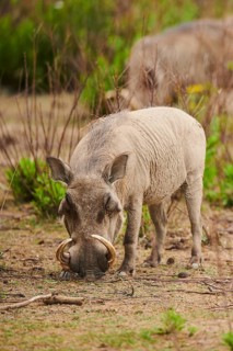Common warthog (Phacochoerus africanus), walking in the dessert, captive, distribution Africa