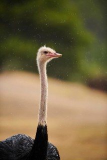 Common ostrich (Struthio camelus), portrait, captive, distribution Africa