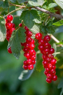 Redcurrants (Ribes rubrum), redcurrant bush, Palatinate, Rhineland-Palatinate, Germany, Europe