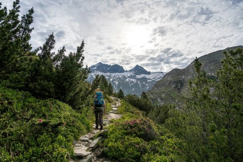 Mountaineer on a hiking trail in a picturesque mountain landscape with alpine roses, mountain peak