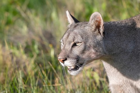 Cougar (Cougar concolor), silver lion, mountain lion, cougar, panther, small cat, animal portrait,