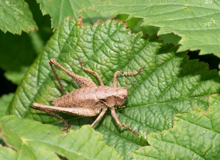 Dark bush-cricket (Pholidoptera griseoaptera) or common bush cricket, female, sitting on bramble