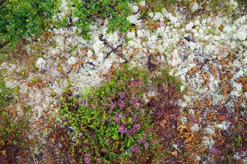 Broom common heather (Calluna vulgaris), true reindeer lichen (Cladonia rangiferina), dwarf birch