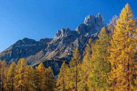 Golden larches in autumn in front of mountain peaks, Bischofsmuetze, Dachstein Mountains, Austria,