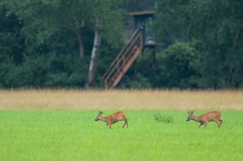 European roe deer (Capreolus capreolus), buck and doe in rut, leaf time, in a meadow, behind a high