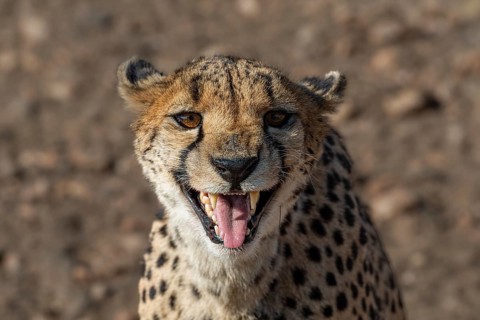 Cheetah (Acinonyx jubatus) in a threatening posture, Khomas region, Namibia, Africa