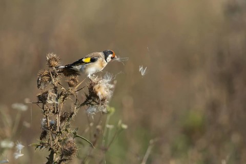 European goldfinch (Carduelis carduelis) adult bird feeding on a Spear thistle seed head,