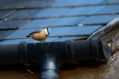European nuthatch (Sitta europaea) adult bird on a house gutter, Wales, United Kingdom, Europe