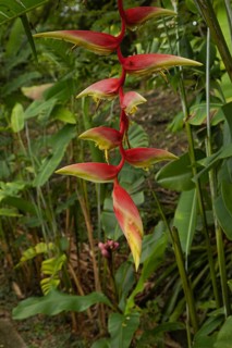 Orchid and bromeliad flower beds in botanical garden, selective focus, copy space, malaysia,