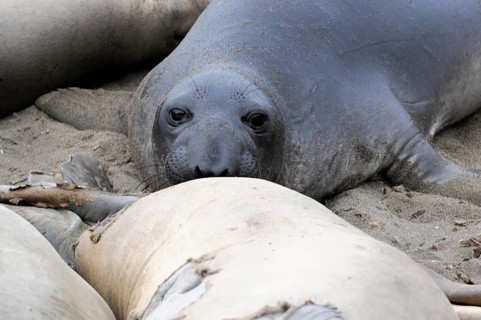 California sea lions, Adult and subadult male California sea lion (Zalophus californianus),