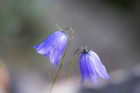 Round-leaved bellflower (Campanula rotundifolia), close-up, nature photograph, Norway, Tinn,